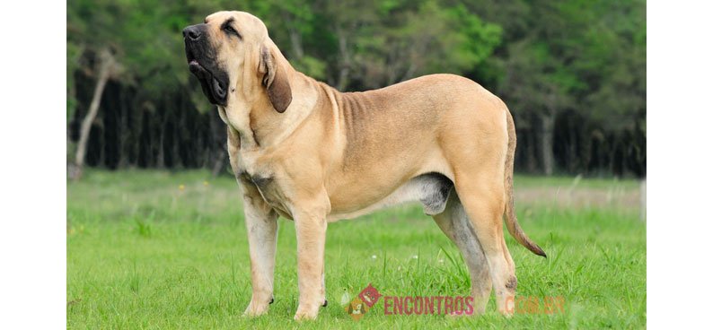 Fila brasileiro  Cães gigantes, Cães, Cachorro