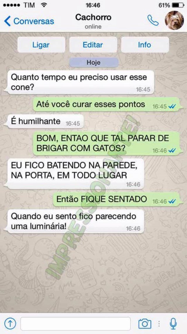 conversa-whatsapp-cachorro