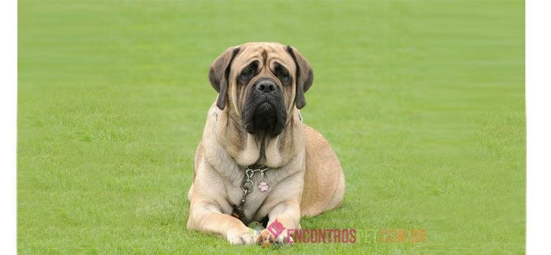 Mastiff