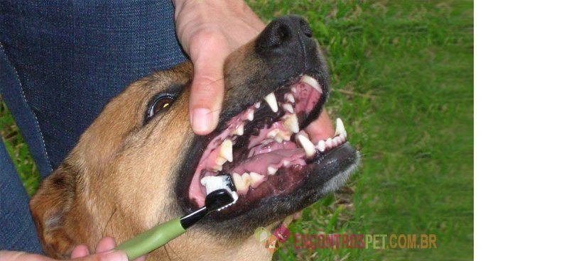 cachorro-com-dor-de-dente02