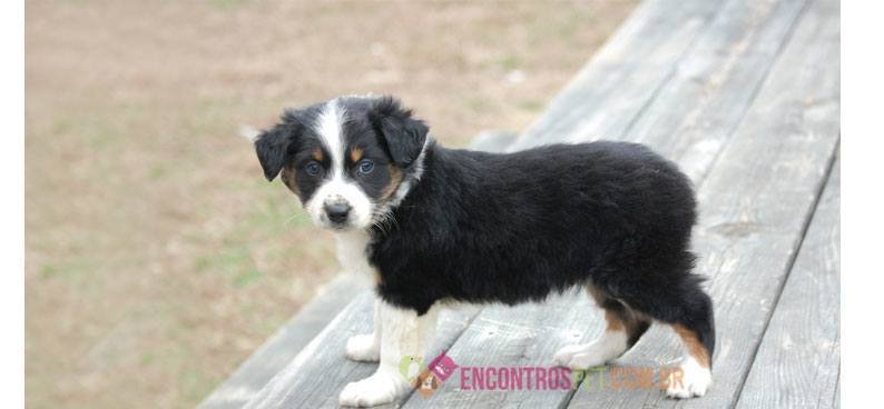 Australian-Shepherd-01