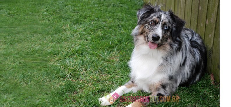 Australian-Shepherd-02