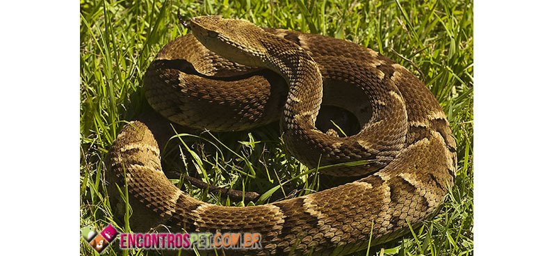 Jararaca - Bothrops jararaca - serpente venenosa - InfoEscola