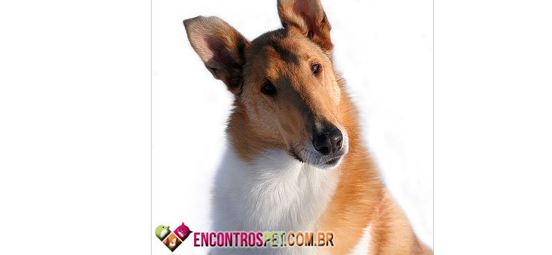 Smooth-Collie-04