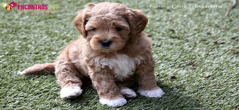 labradoodle-caracteristicas-preco-02